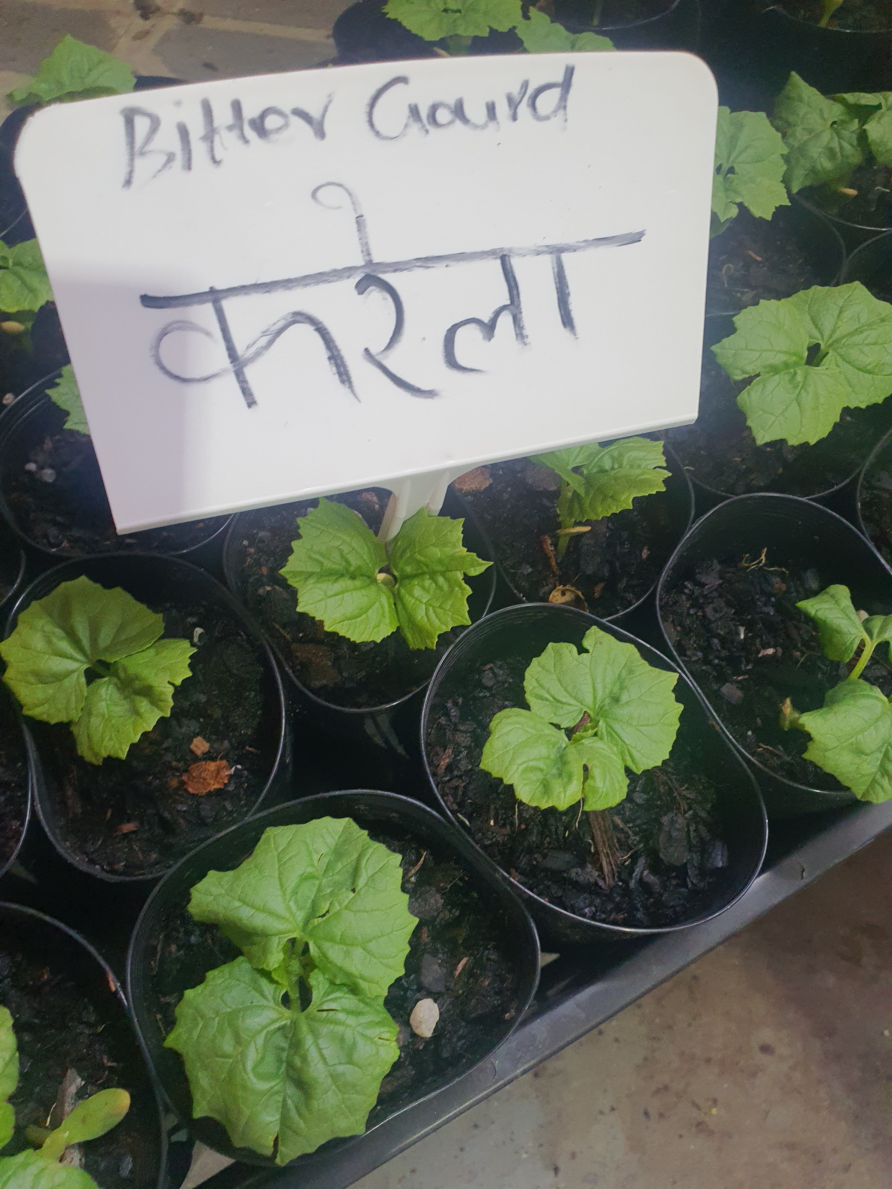 Bitter gourd/ करेला / பாகற்காய்/కాకరకాయ/പാവയ്ക്ക/කරවිල  plants