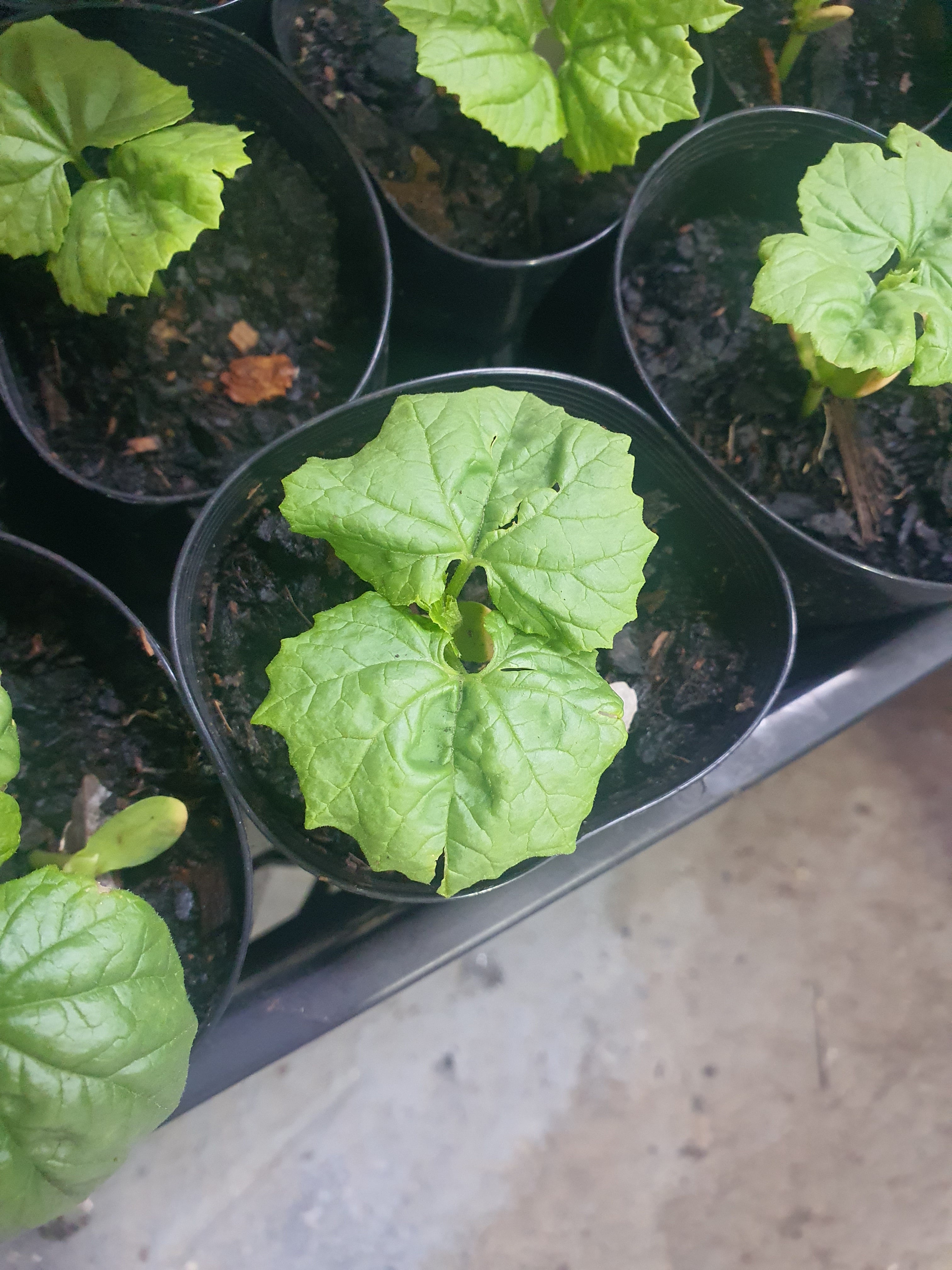 Bitter gourd/ करेला / பாகற்காய்/కాకరకాయ/പാവയ്ക്ക/කරවිල  plants