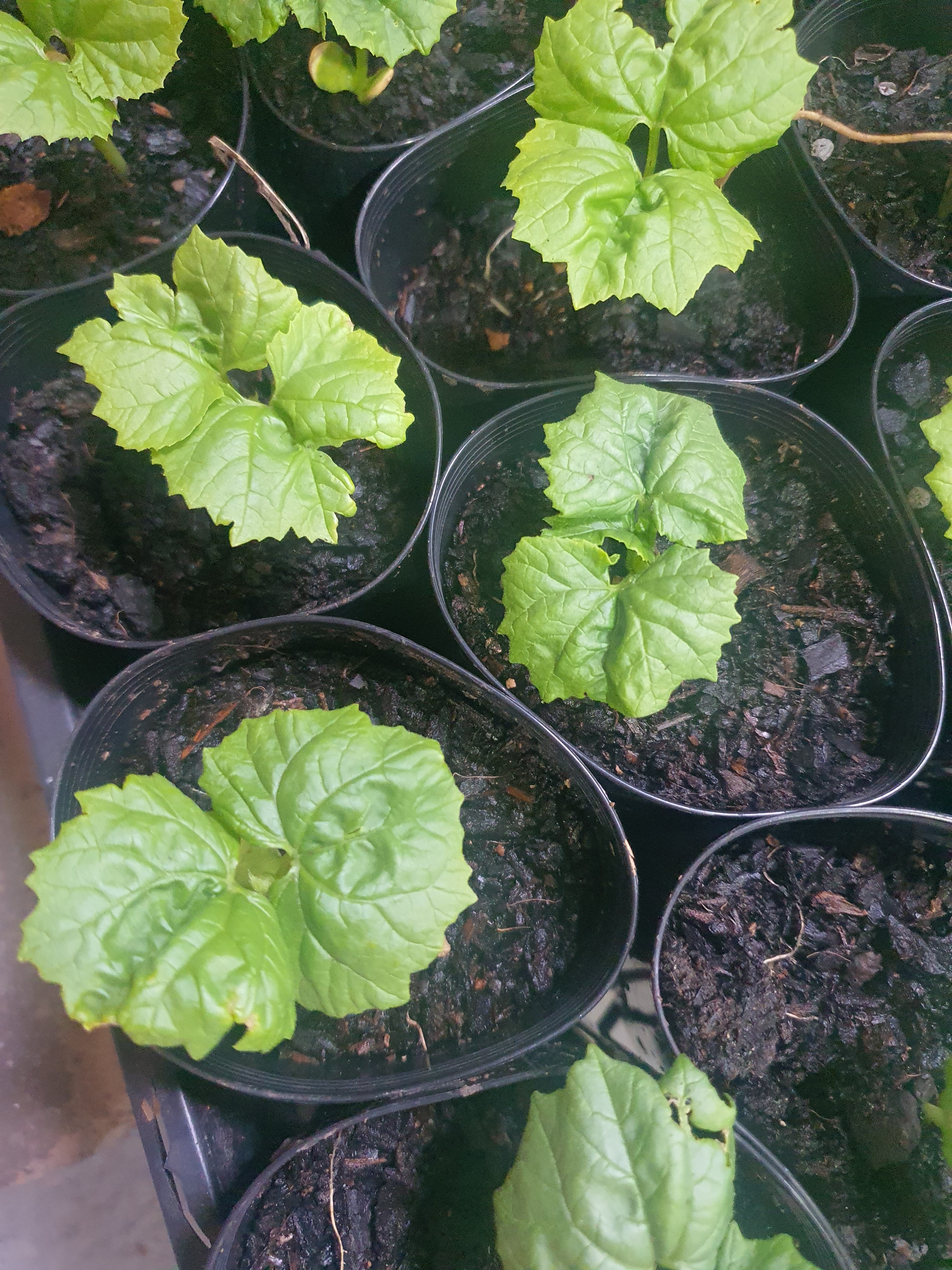 Bitter gourd/ करेला / பாகற்காய்/కాకరకాయ/പാവയ്ക്ക/කරවිල  plants