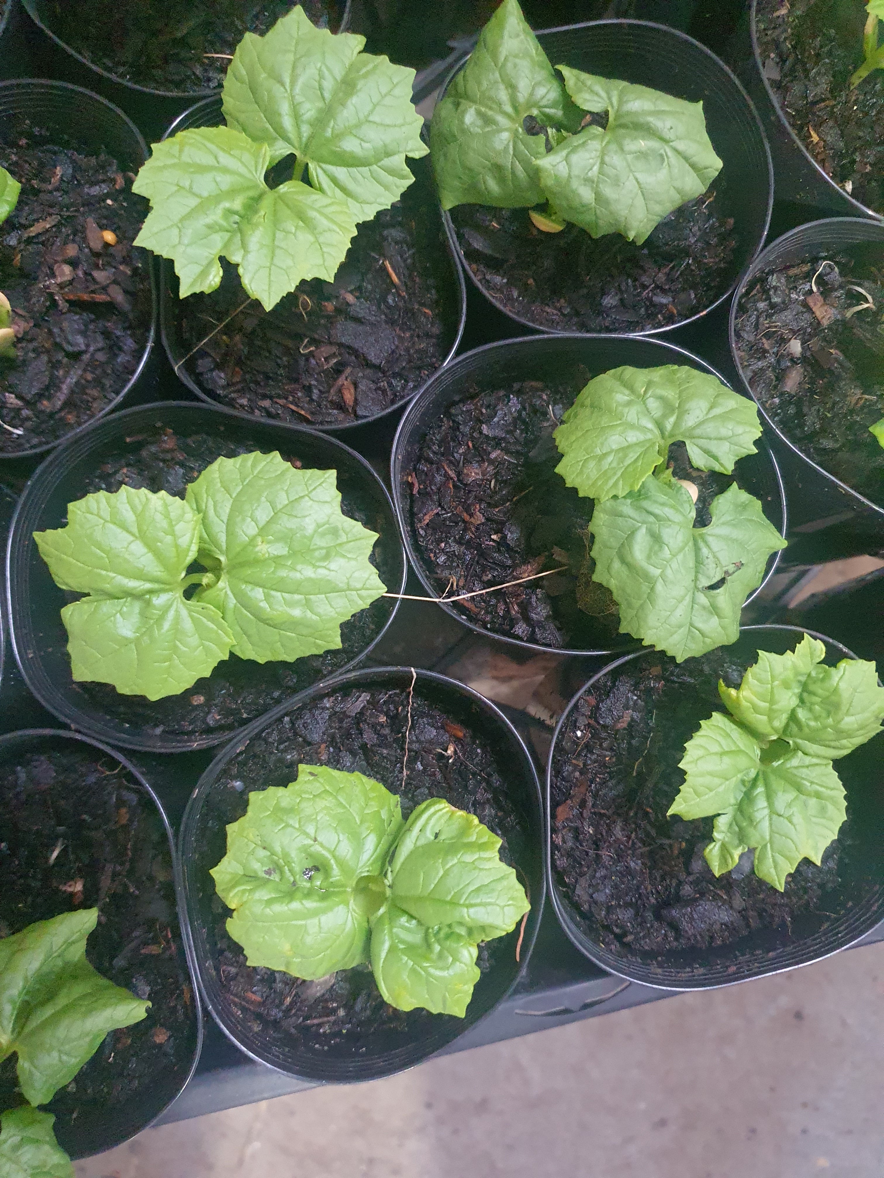 Bitter gourd/ करेला / பாகற்காய்/కాకరకాయ/പാവയ്ക്ക/කරවිල  plants