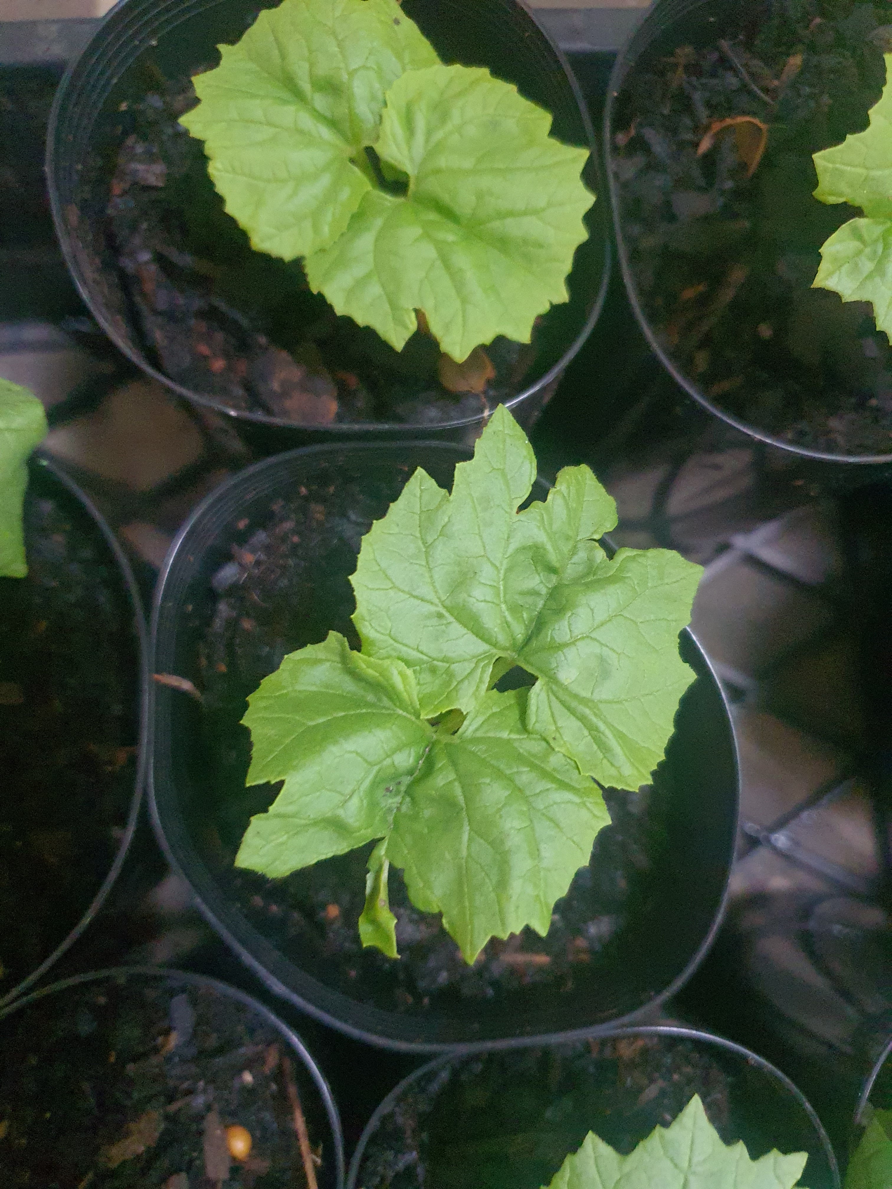 Bitter gourd/ करेला / பாகற்காய்/కాకరకాయ/പാവയ്ക്ക/කරවිල  plants