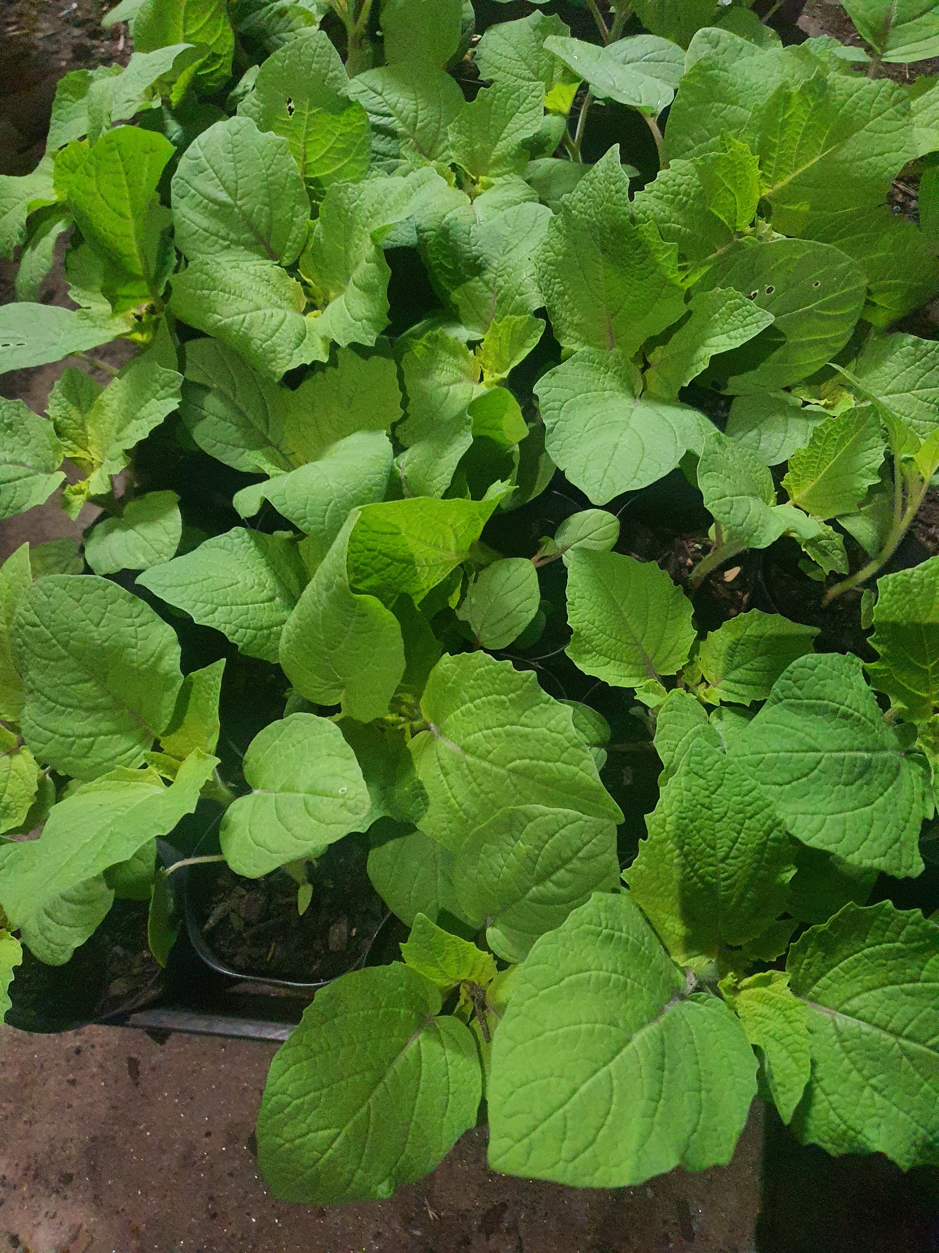 Cape gooseberry Plants