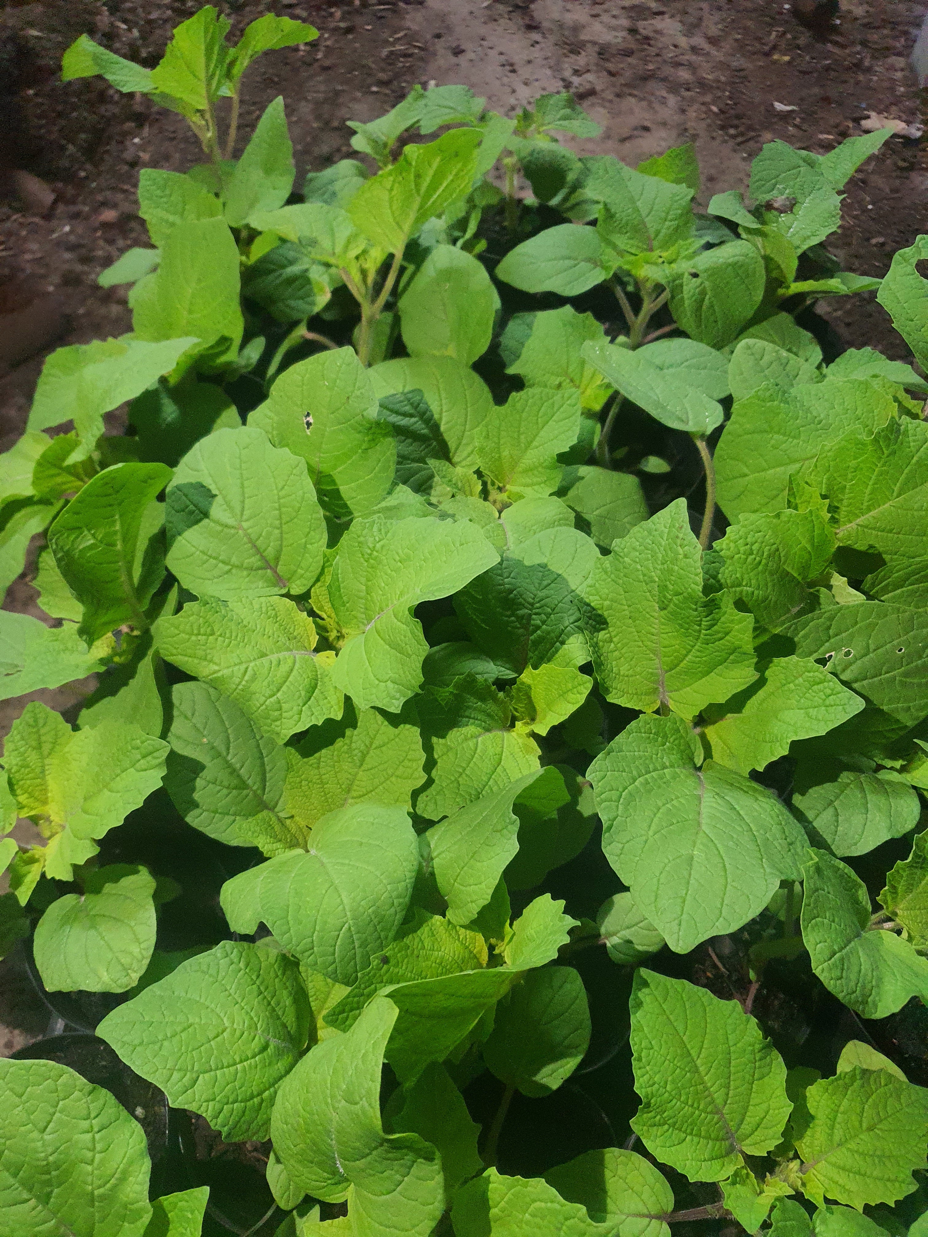 Cape gooseberry Plants