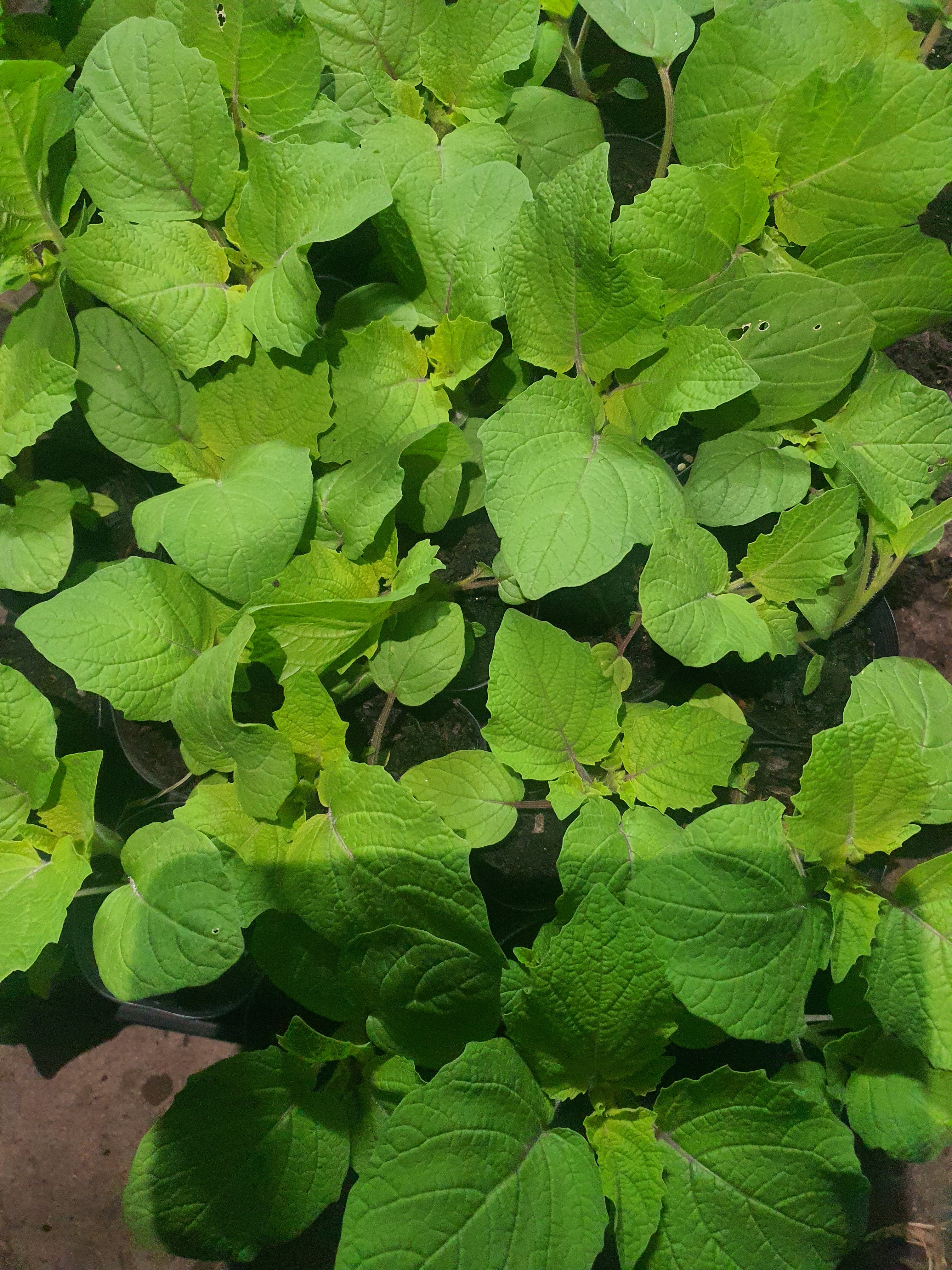Cape gooseberry Plants