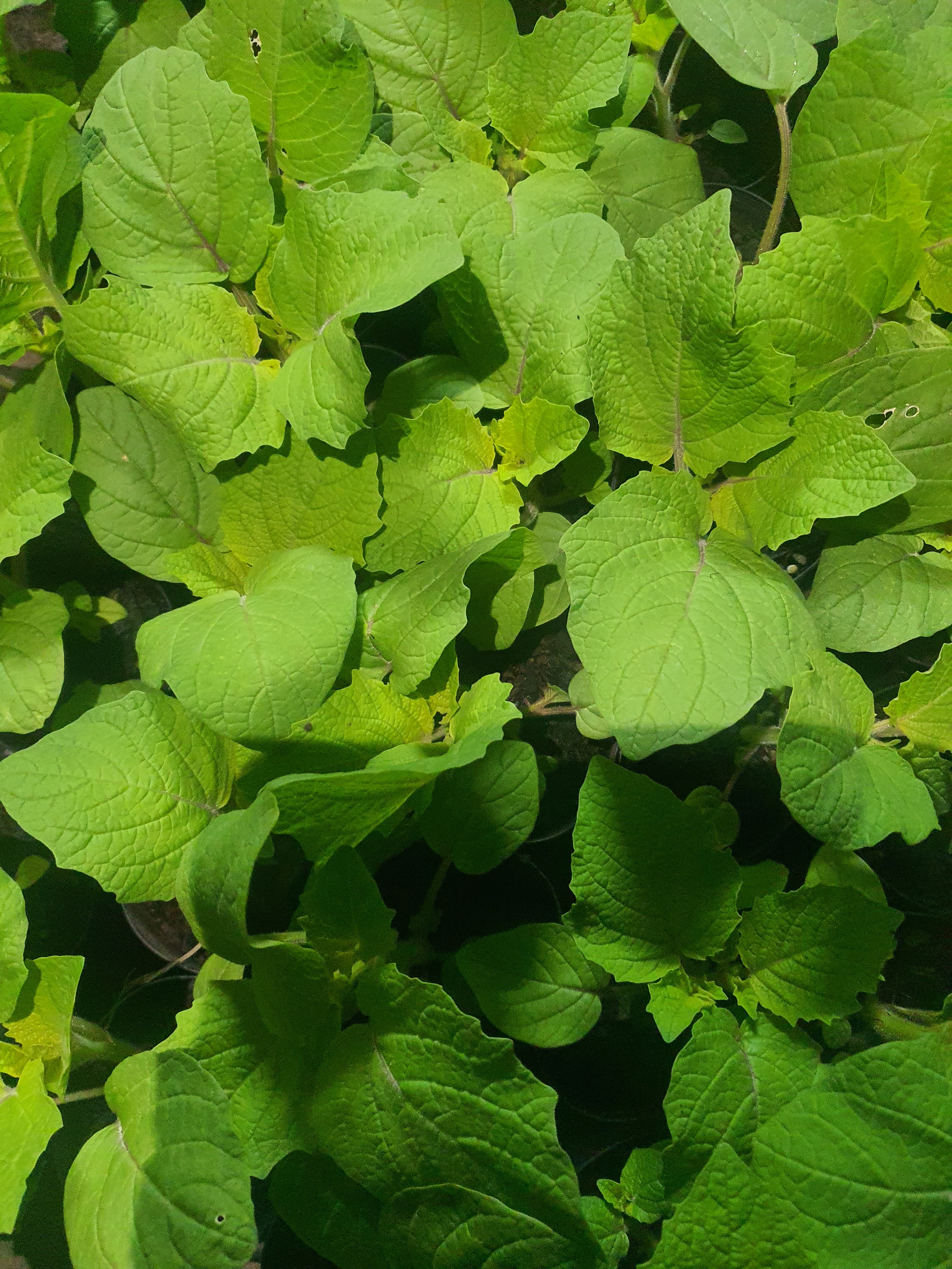 Cape gooseberry Plants