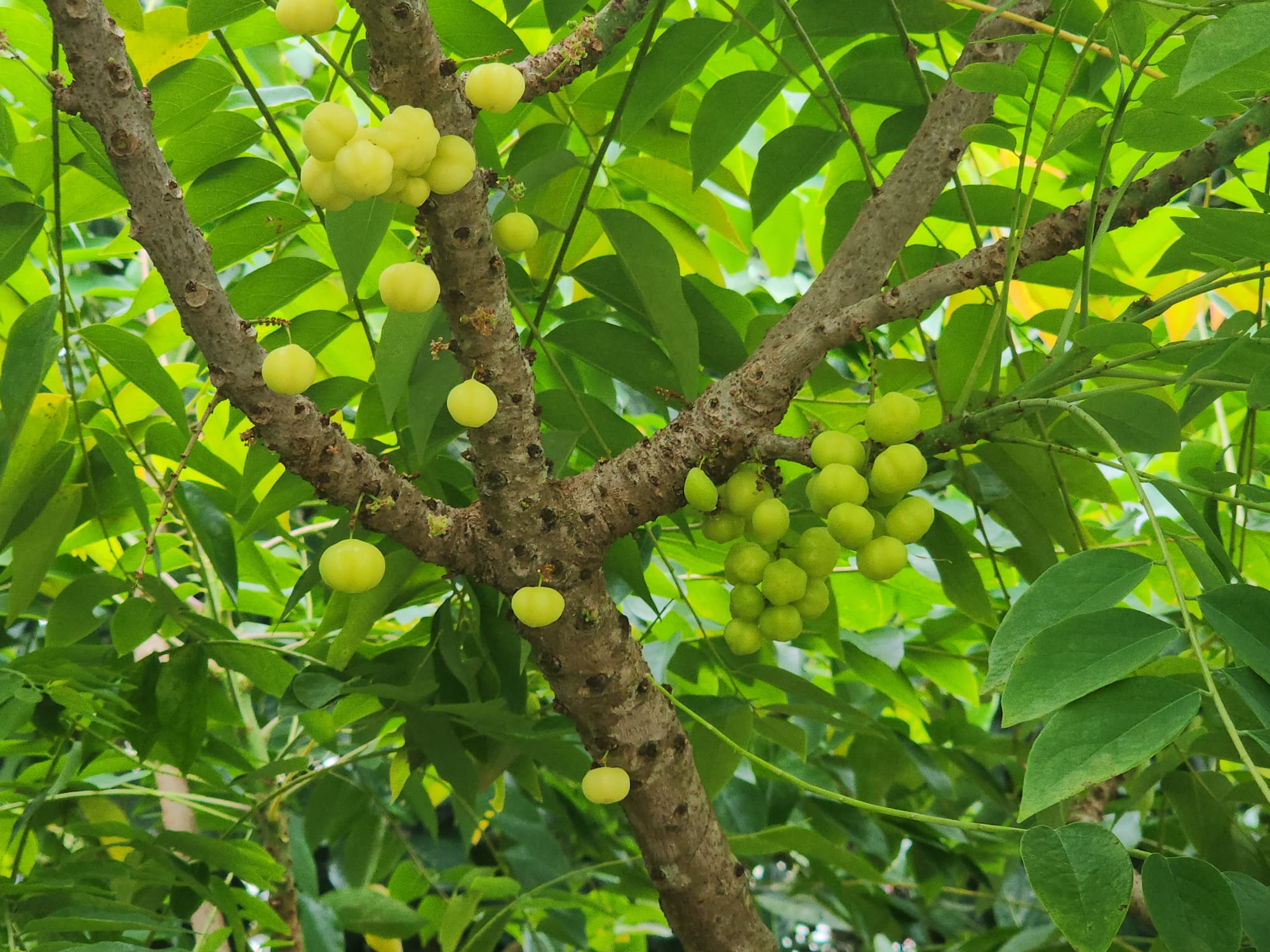 'Star gooseberry'