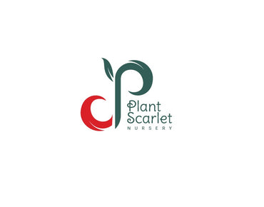 Plant Scarlet Nursery