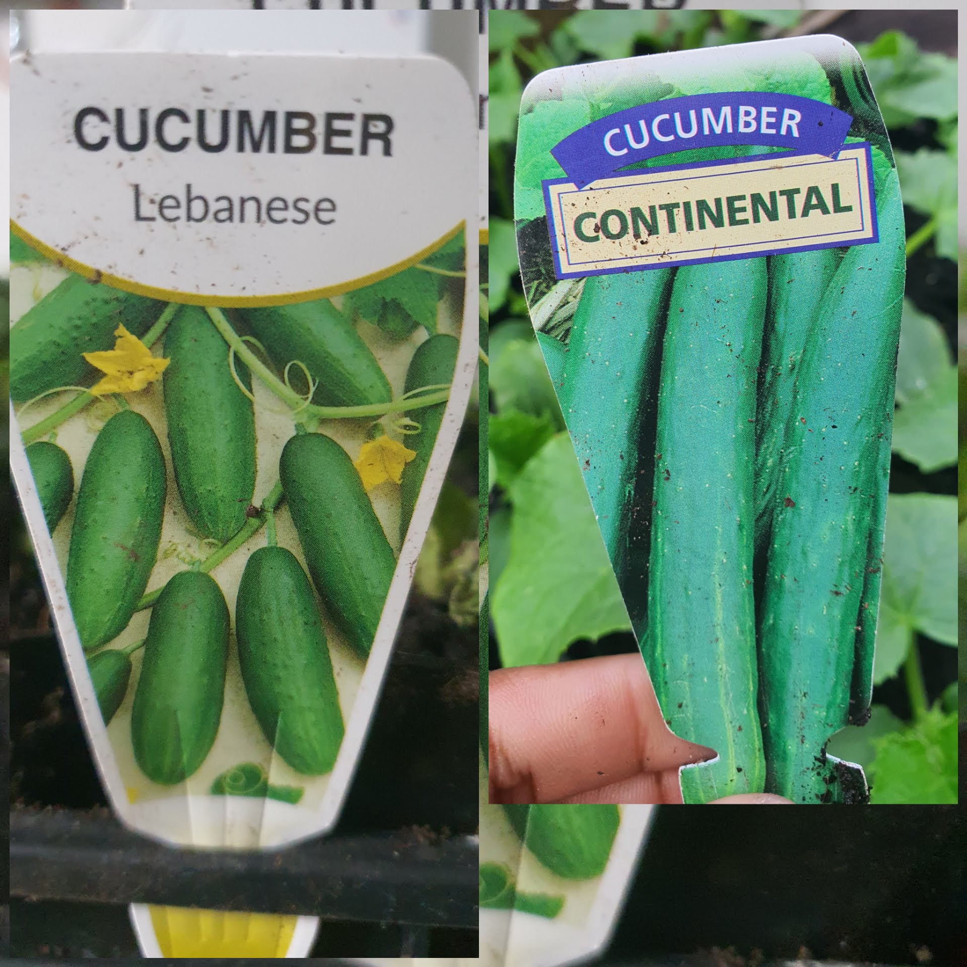 Cucumber