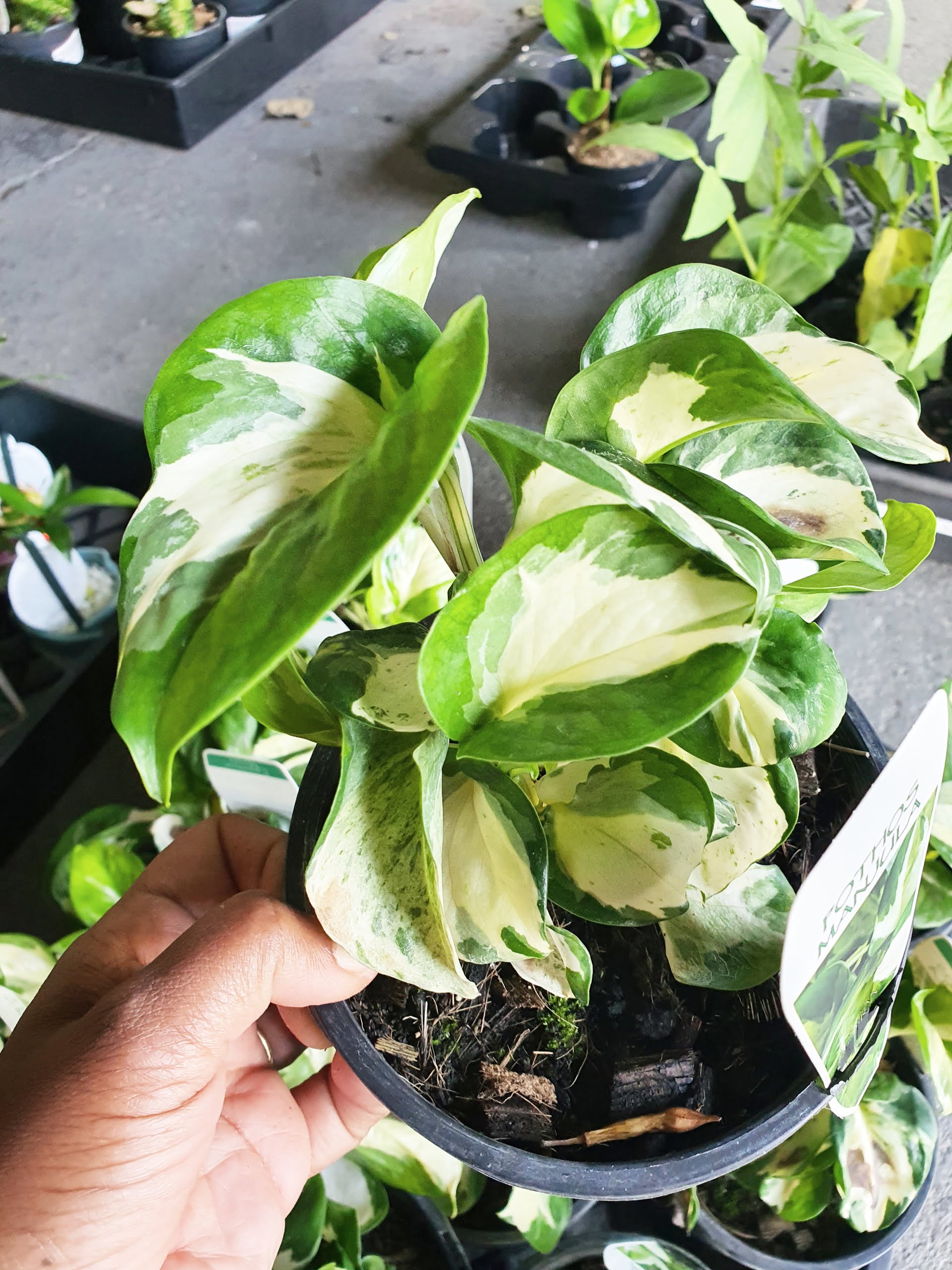 Manjula Pothos