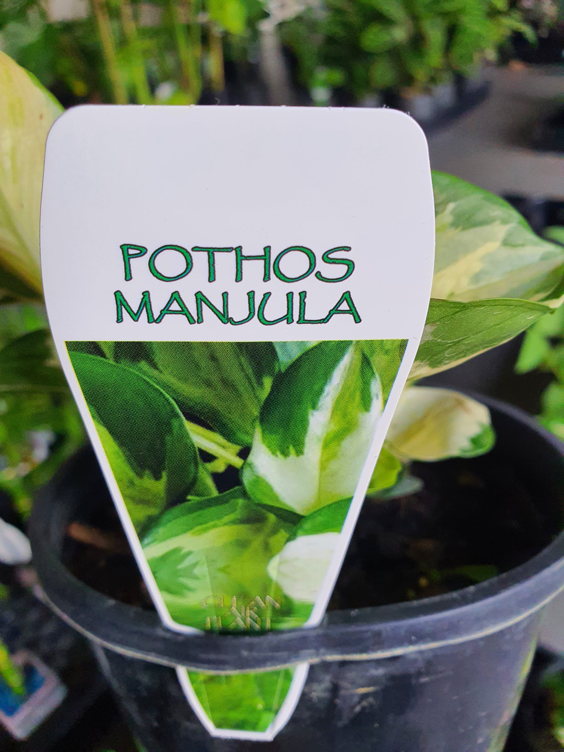 Manjula Pothos