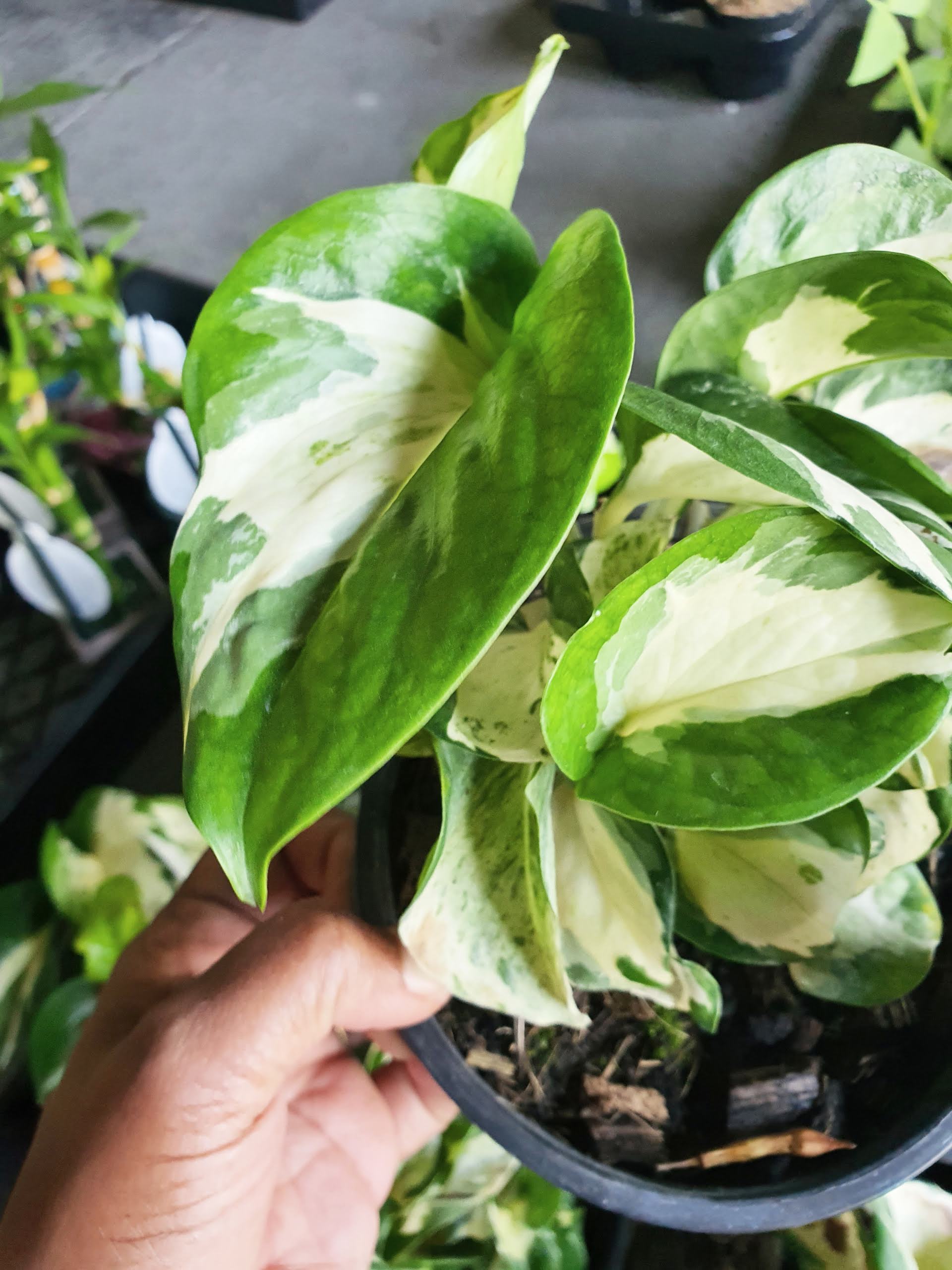 Manjula Pothos