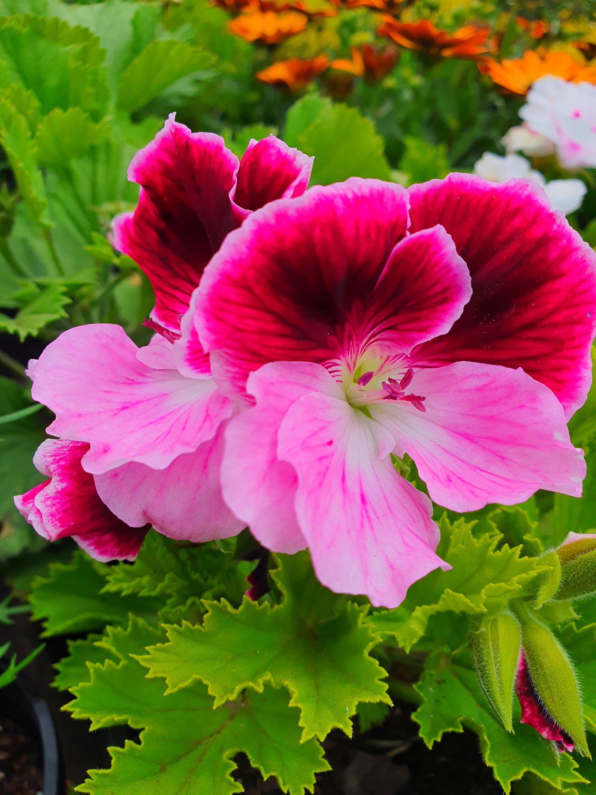 Geranium