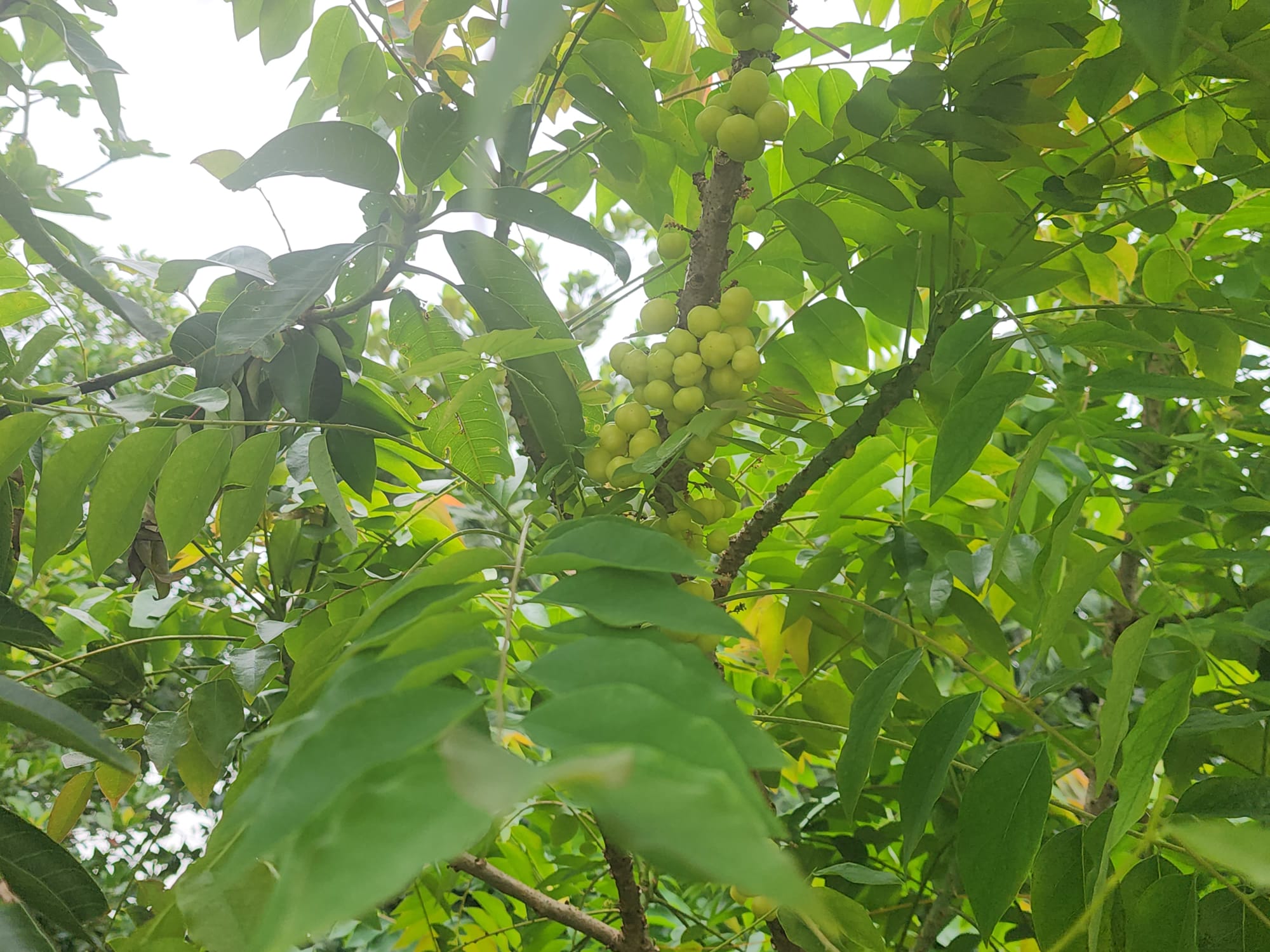 'Star gooseberry'