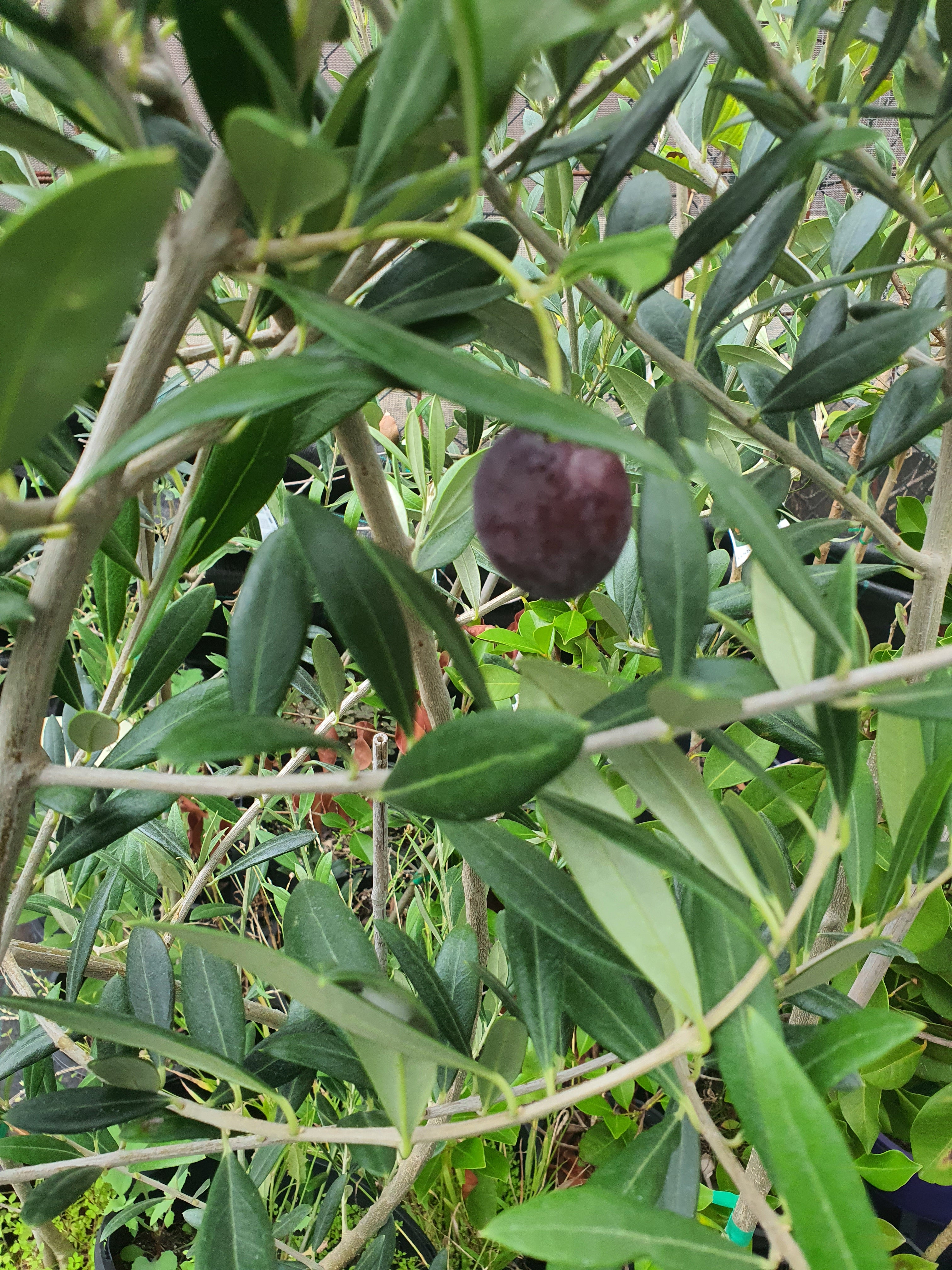 Olive tree