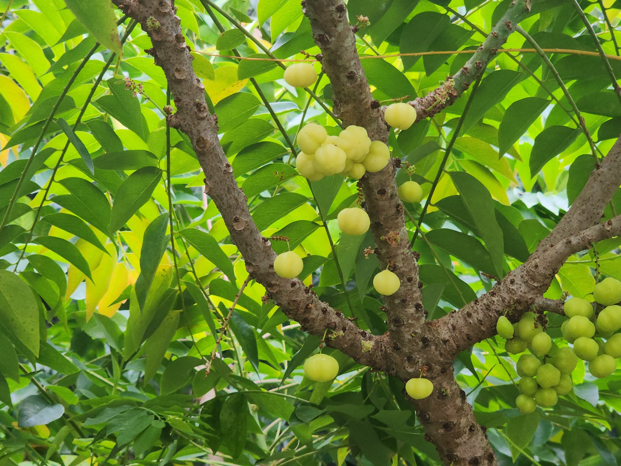 'Star gooseberry'