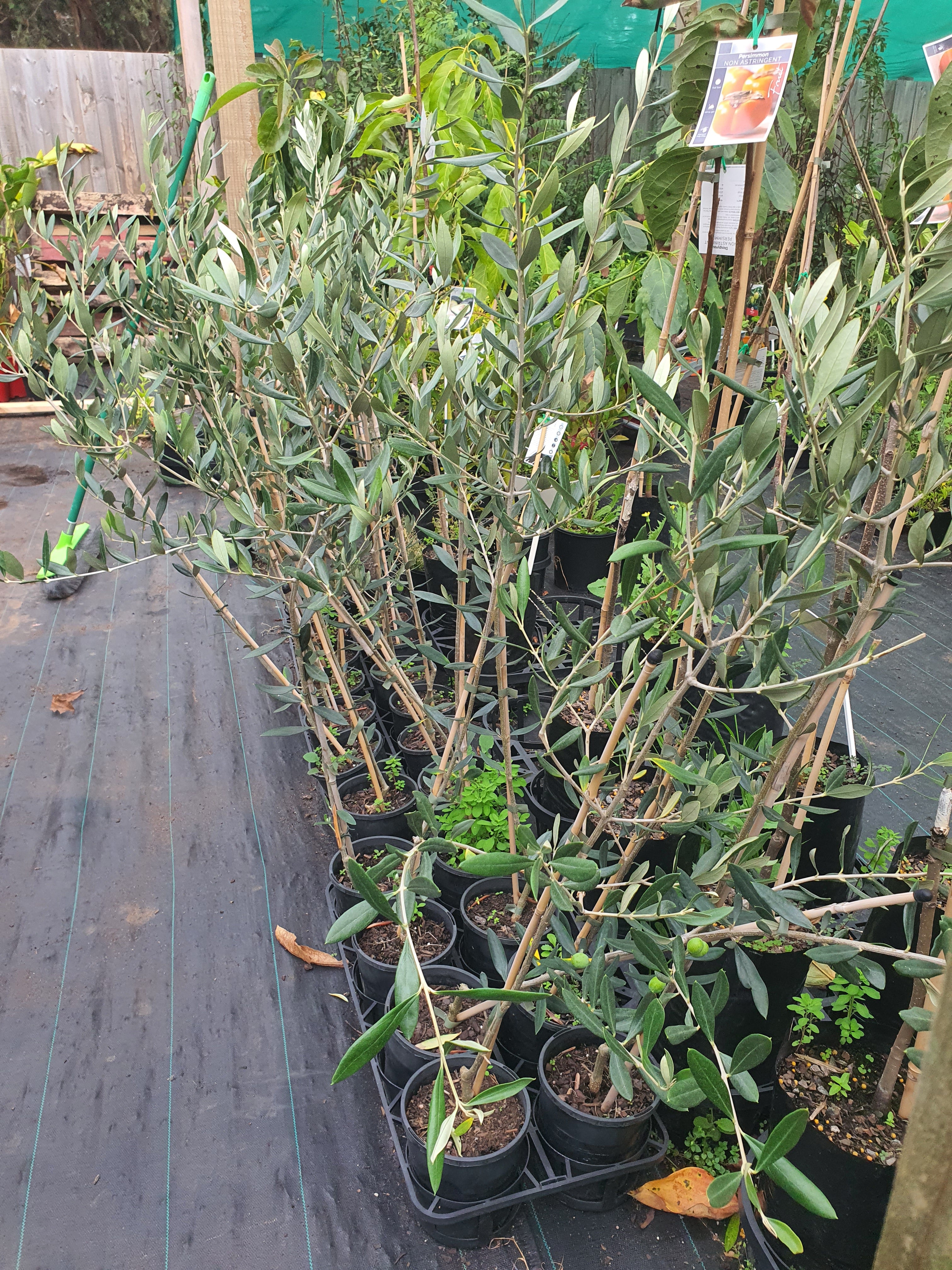 Olive tree