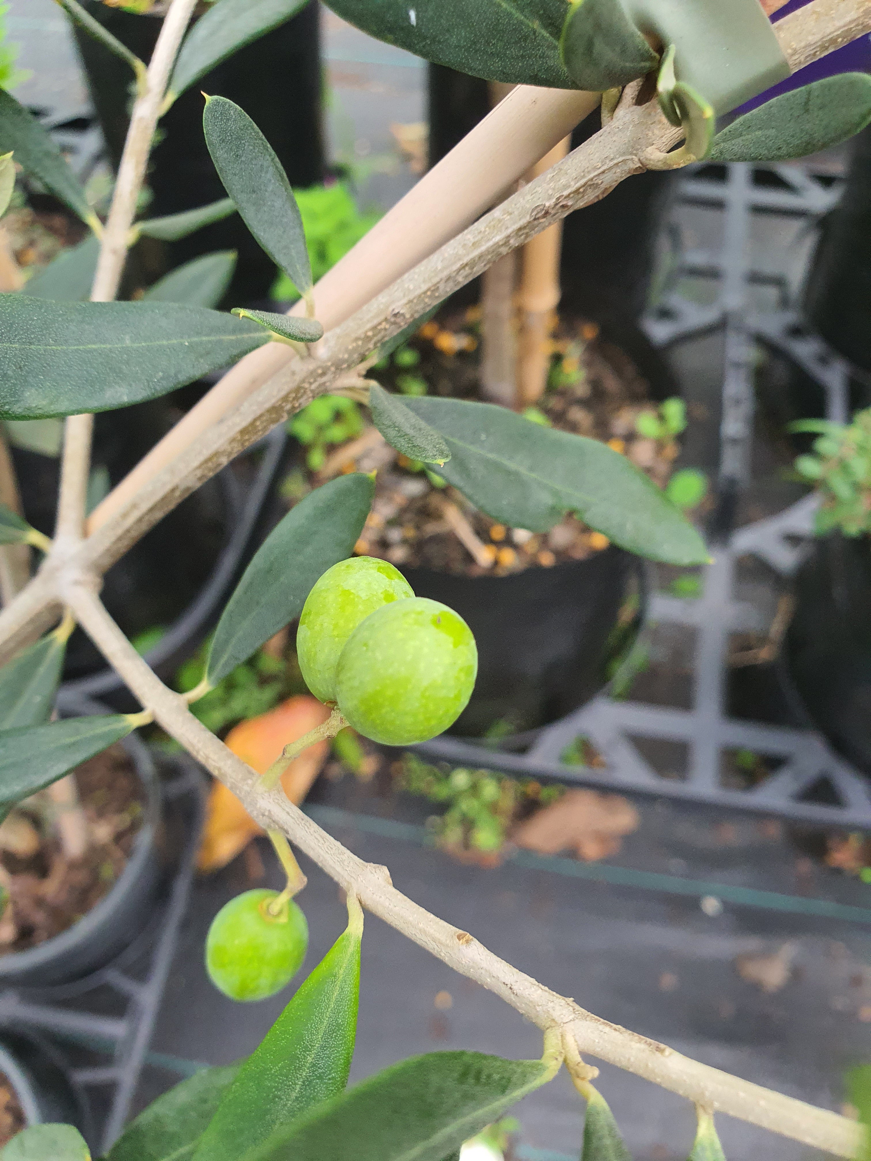 Olive tree