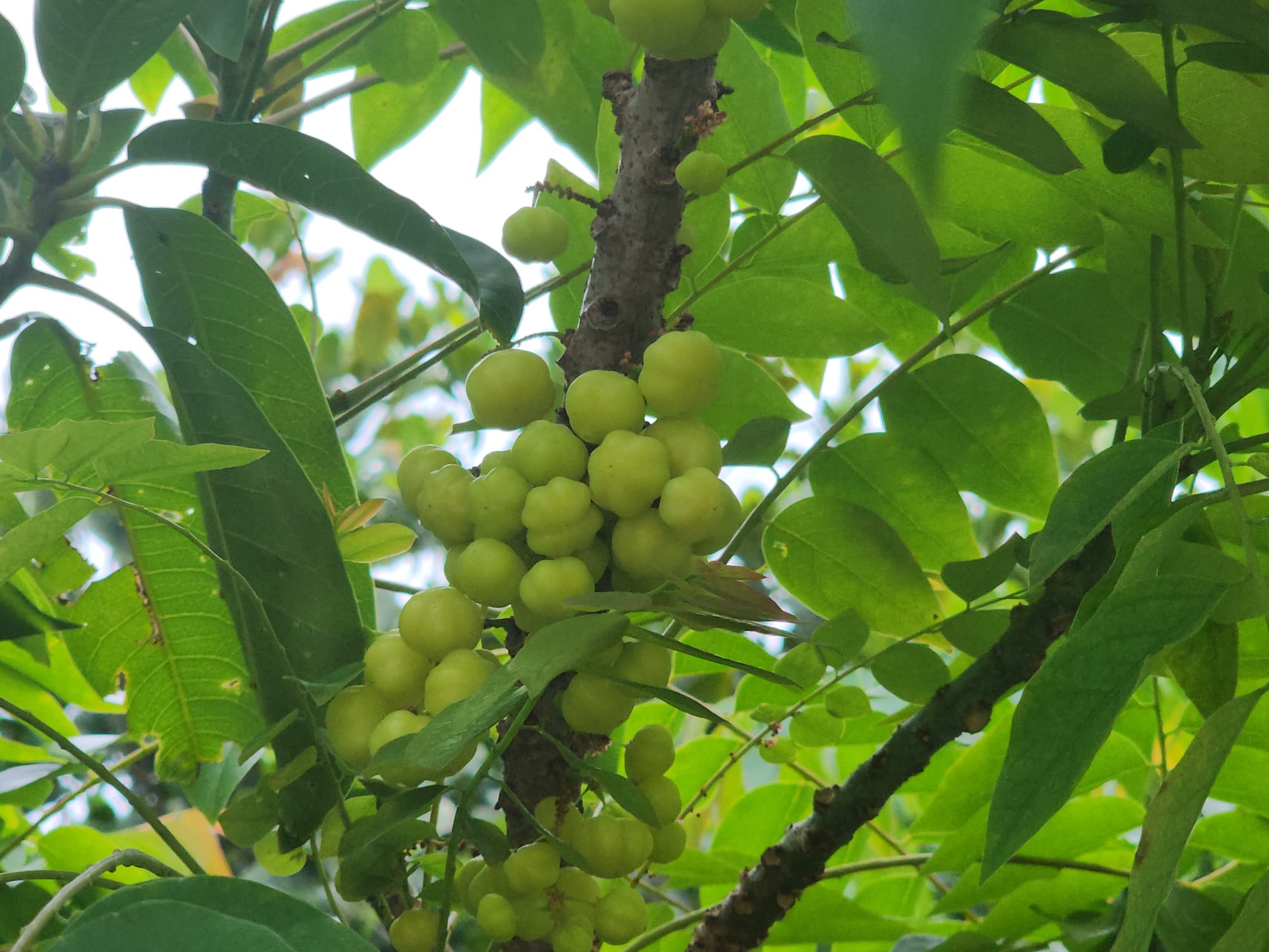 'Star gooseberry'