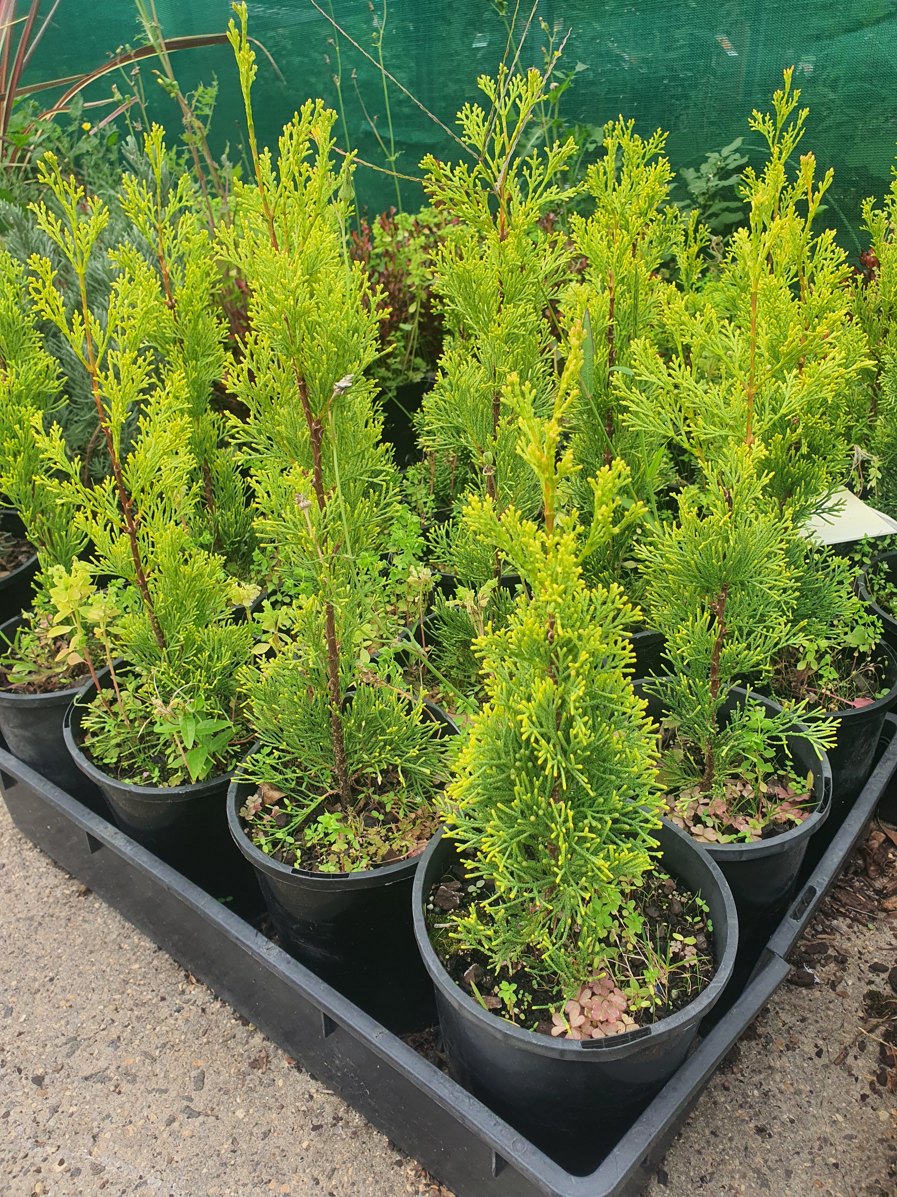 Pencil Pine Swanes Golden