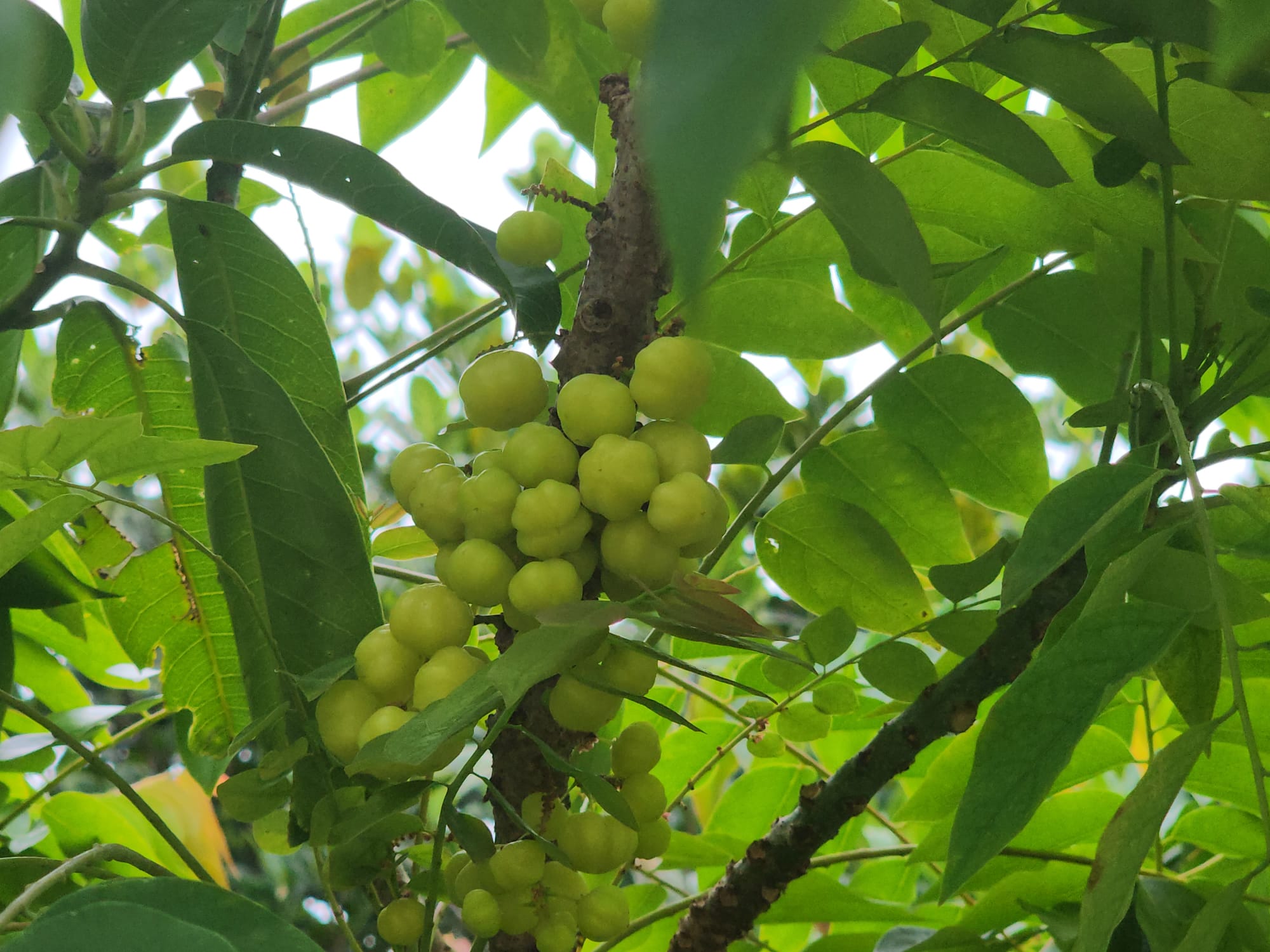 'Star gooseberry'