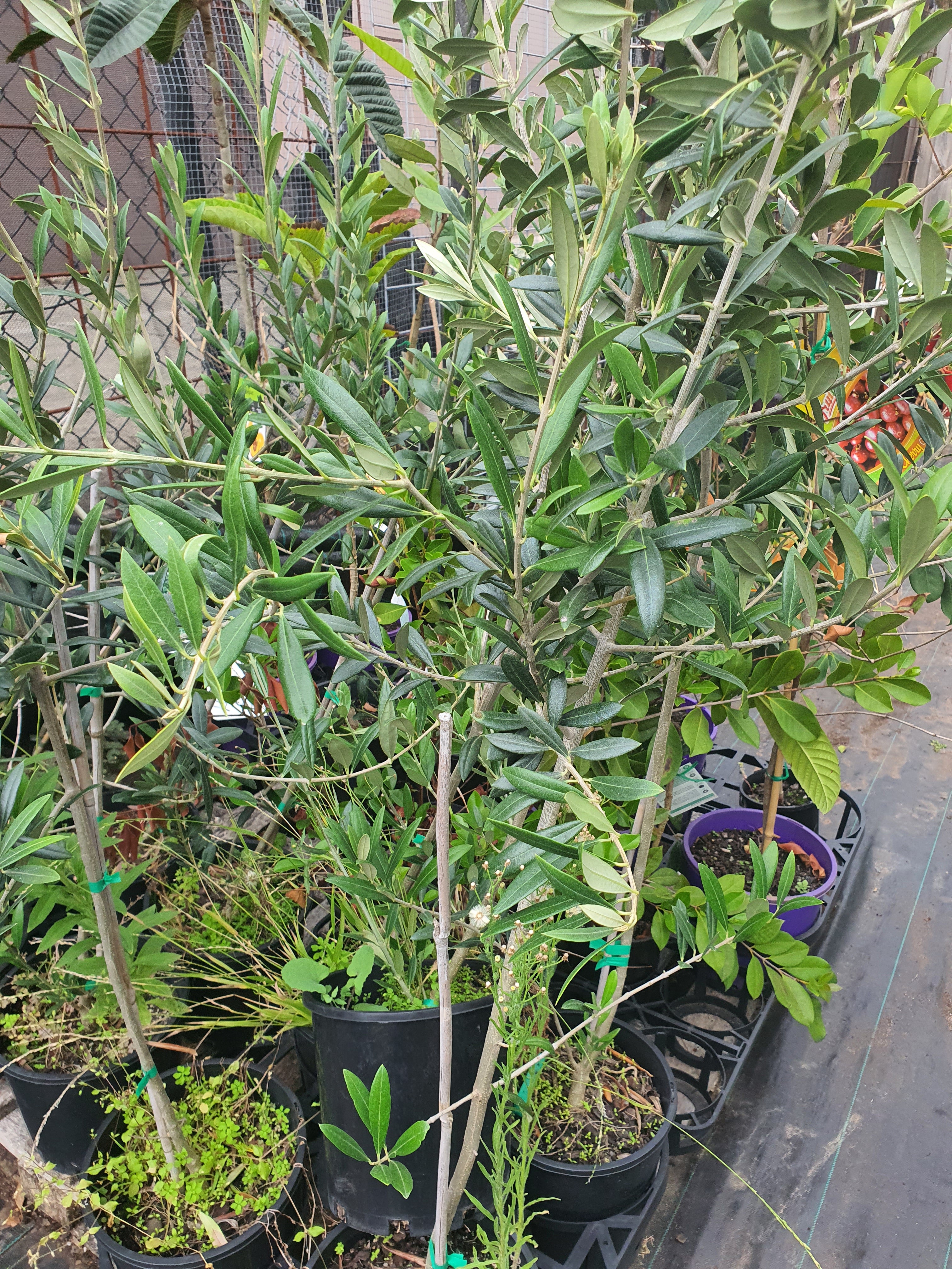 Olive tree