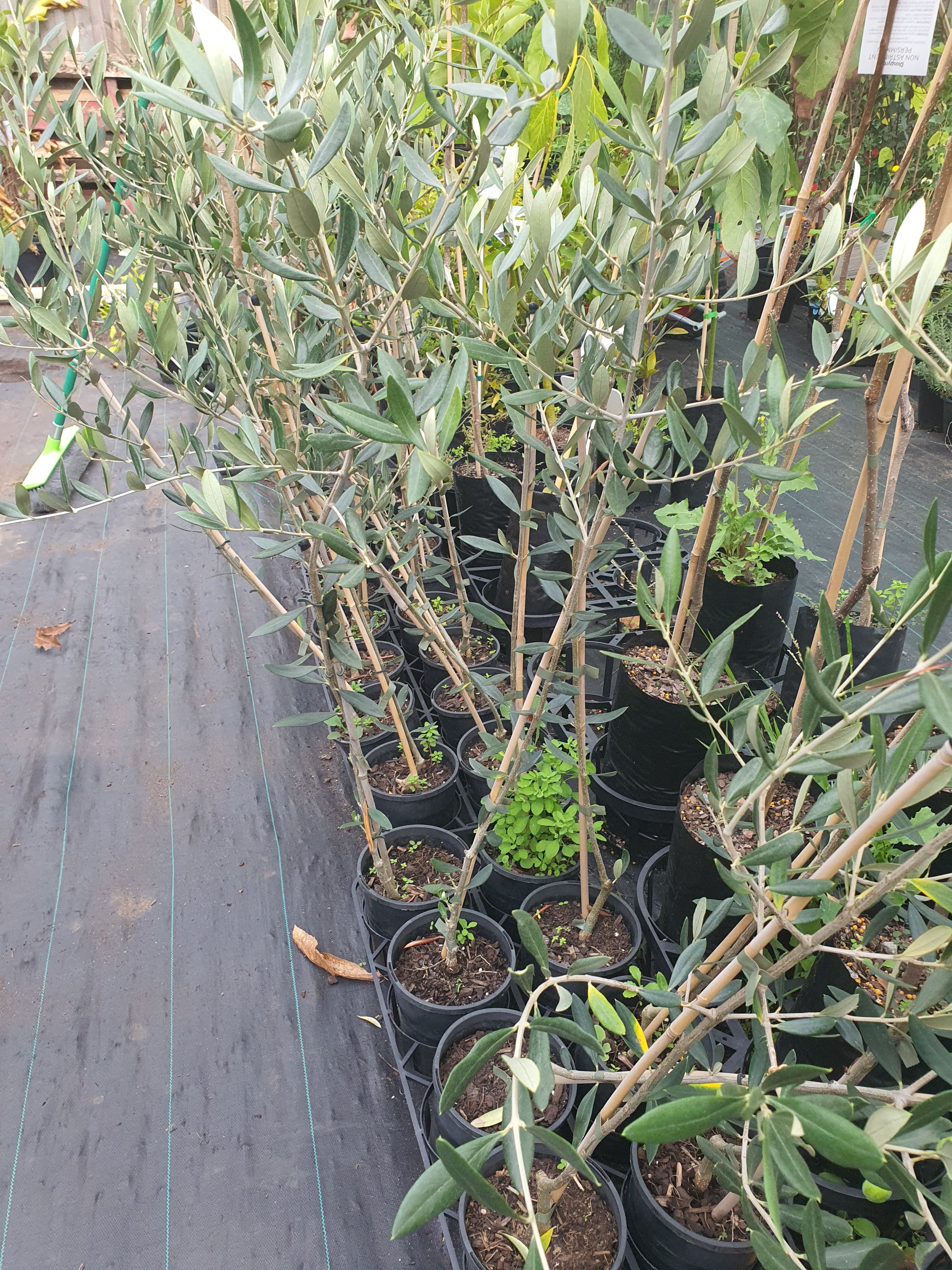 Olive tree