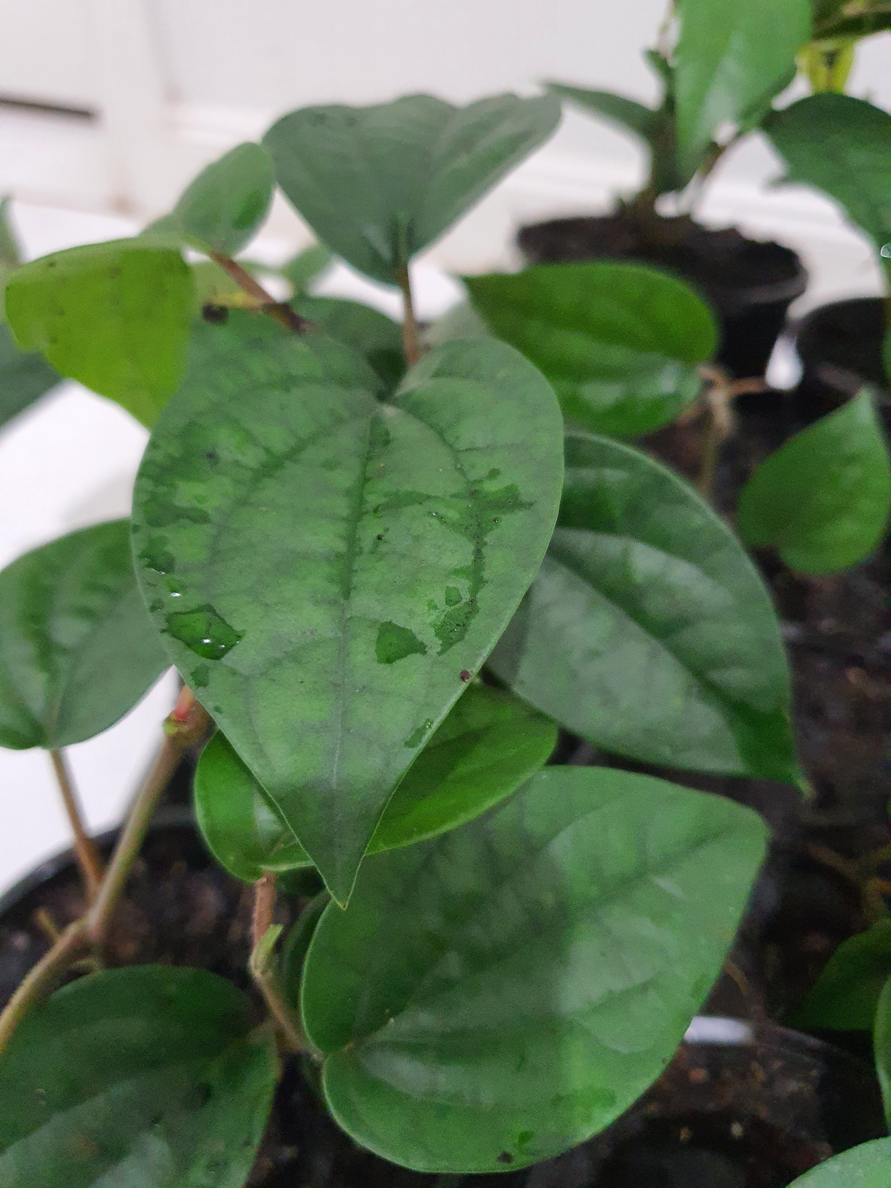 Betel Leaves plant