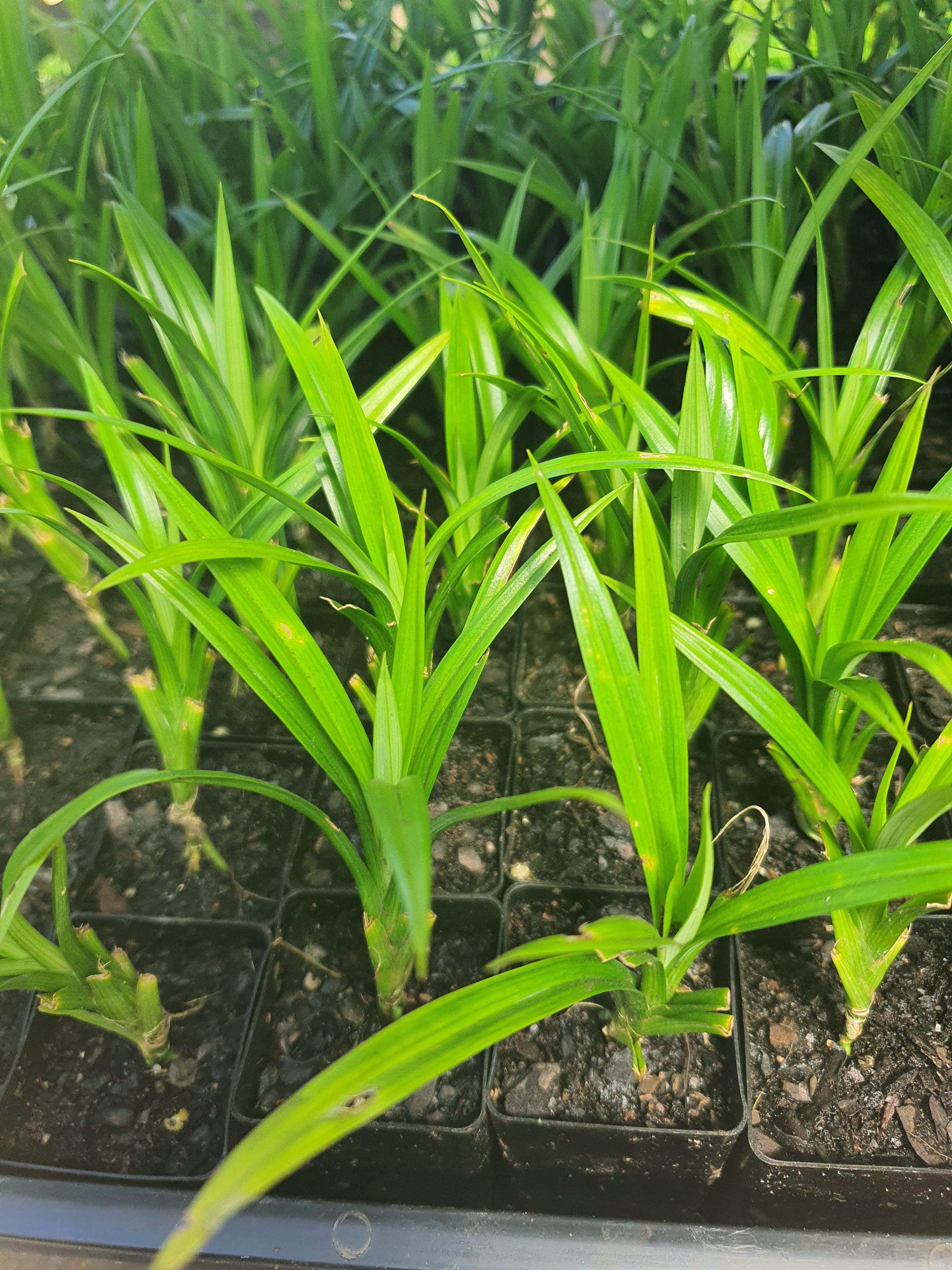 Pandan Leaves Plant