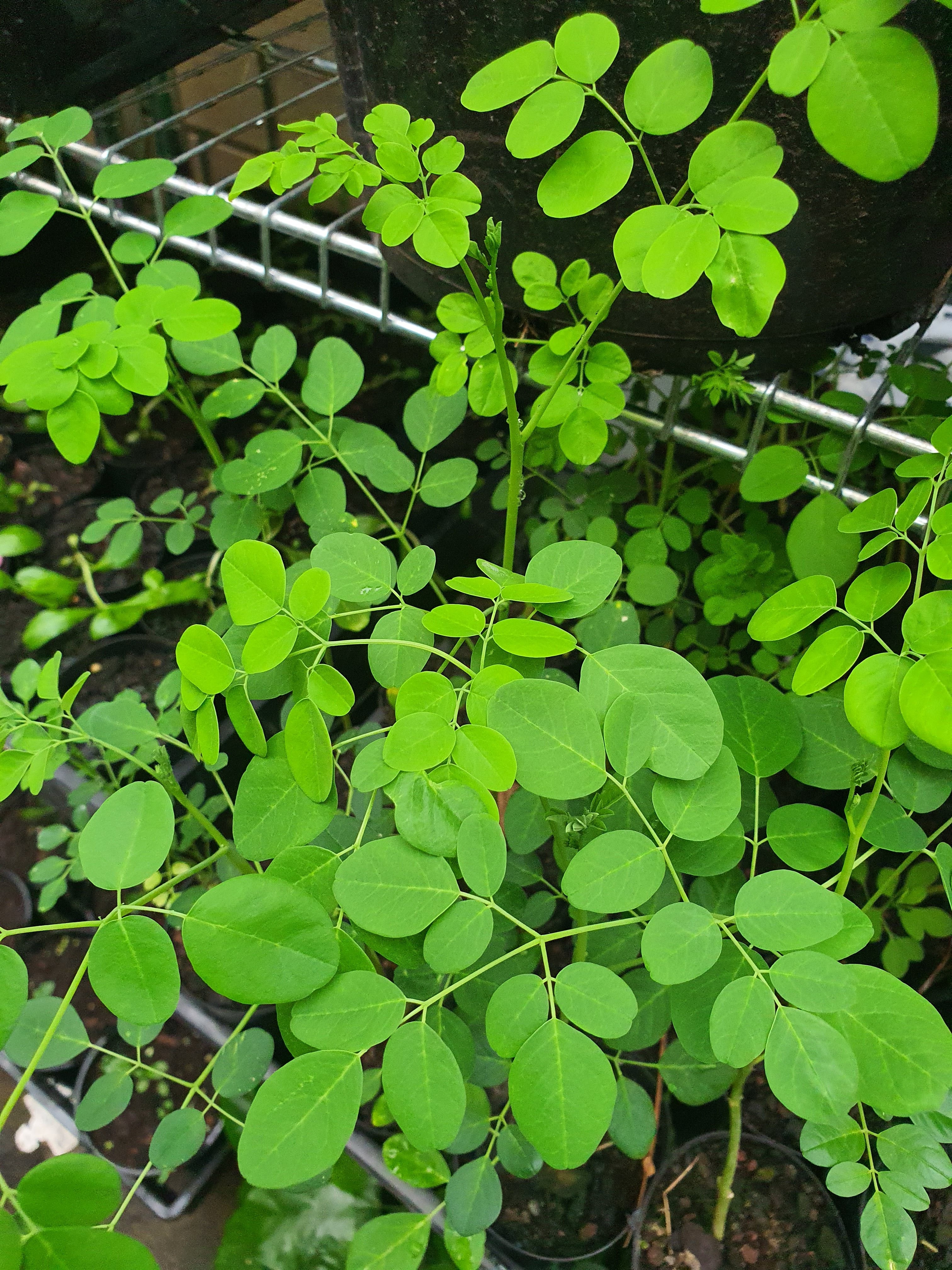 Moringa (Drumstick)