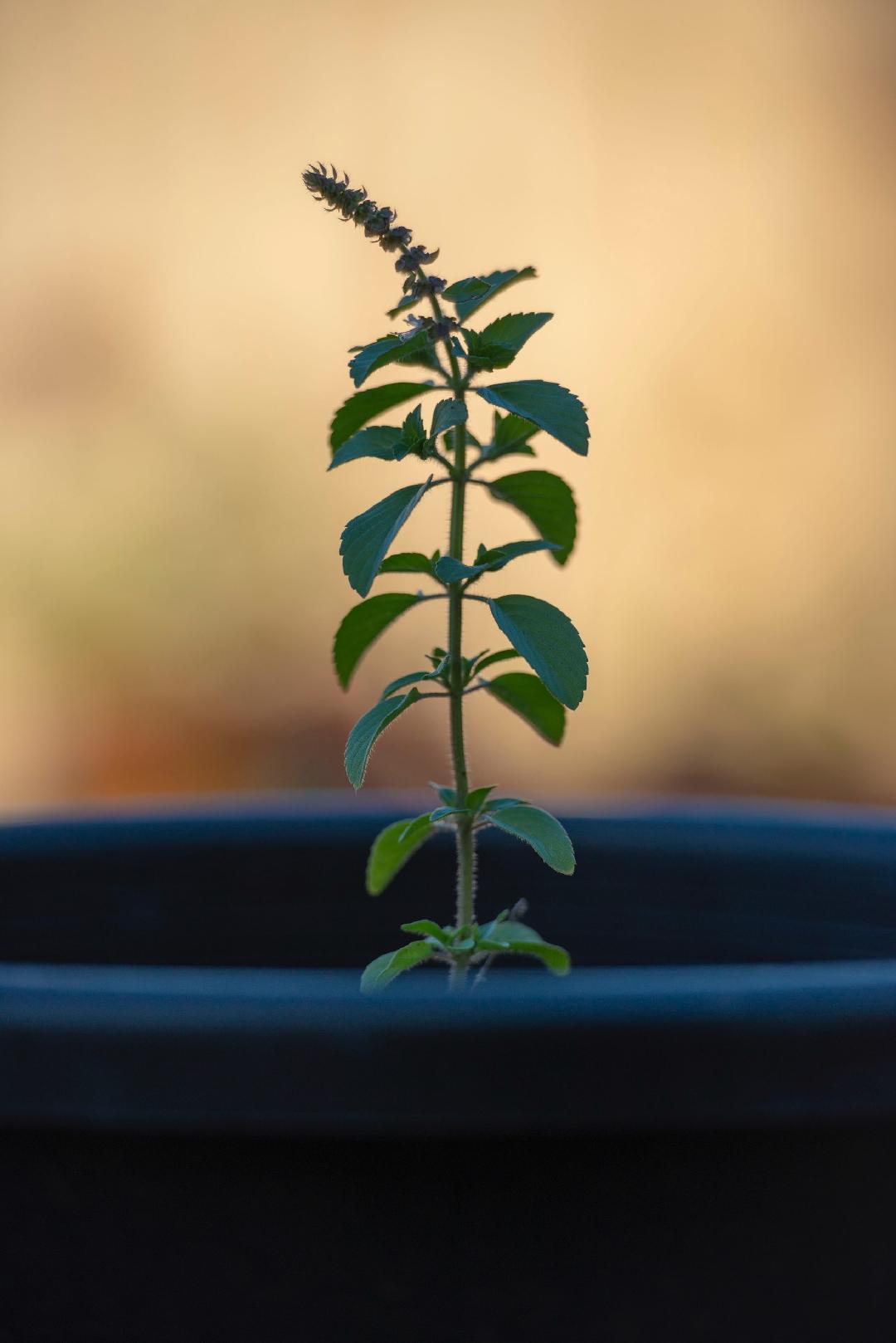 Tulsi Plant